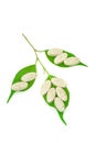 Natural supplement pills and fresh leaves