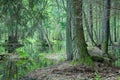 Natural swampy forest at springtime