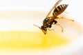 Natural sweetener. Honey producing. Natural honey and bee close up. Bee or wasp on cup of honey white background. Sweet