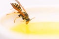 Natural sweetener. Honey producing. Natural honey and bee close up. Bee or wasp on cup of honey white background. Sweet