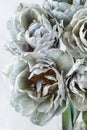 Natural terry tulip flowers painted in shades of grey closeup on light background. Vintage style Royalty Free Stock Photo