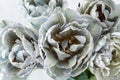 Natural terry tulip flowers painted in shades of grey closeup on light background. Vintage style Royalty Free Stock Photo