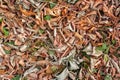 Natural texture of an autumn carpet of leaves. Royalty Free Stock Photo