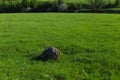 Natural texture background. Big stone on green lawn Royalty Free Stock Photo