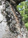 Natural texture background birch bark with patches of lichen. Royalty Free Stock Photo