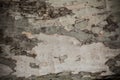 Natural texture background birch bark, prepared for use: paint Royalty Free Stock Photo