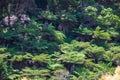 Natural texture background of green ferns leaves. Lush fern trees growing in summer. Natural floral fern background on a Royalty Free Stock Photo