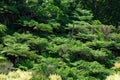 Natural texture background of green ferns leaves. Lush fern trees growing in summer. Natural floral fern background on a Royalty Free Stock Photo