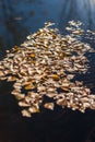 Natural texture background. Leaves on the water with sparkles from the sun. Royalty Free Stock Photo