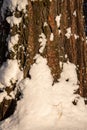 the bark of an adult tree is covered with fresh white snow Royalty Free Stock Photo