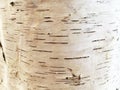 Natural texture of bark birch tree Royalty Free Stock Photo