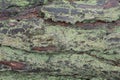 natural texture of bark covered with green moss Royalty Free Stock Photo