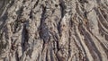 The natural texture of bark of old willows Royalty Free Stock Photo