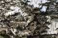 Natural texture black and white background from the bark of the trunk of a Birch close up Royalty Free Stock Photo