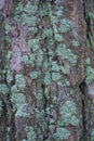 natural texture of brown bark covered with green moss Royalty Free Stock Photo