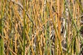 Natural texture. Bulrush stems