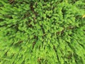 Natural texture. cypress-leaved plait moss closeup. Hypnum cupressiforme