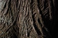 Natural texture-fluted bark on an old Linden tree trunk close-up