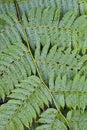 Natural texture formed by leaf tree fern Royalty Free Stock Photo