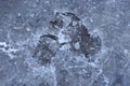 Natural texture of gray dirty pieces of ice Royalty Free Stock Photo