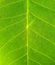 Natural texture of green leaf. Full frame background Royalty Free Stock Photo