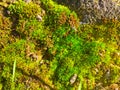 Natural texture of green moss Royalty Free Stock Photo