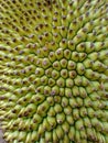 Natural texture of jackfruit in close-up as background