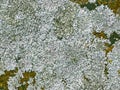 Natural texture of moss and lichen on a gray stone Royalty Free Stock Photo