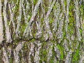 Cracked bark on mature trunk of willow tree