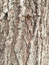 natural texture of old bark, natural texture of the outermost part of old wood Royalty Free Stock Photo