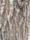 natural texture of old bark, natural texture of the outermost part of old wood Royalty Free Stock Photo