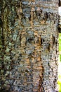 Natural texture of old cherry tree bark. Tree bark texture Royalty Free Stock Photo