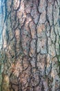 Natural texture of old pine tree bark. Tree bark texture Royalty Free Stock Photo