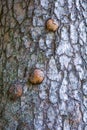 Natural texture of old pine tree bark. Tree bark texture Royalty Free Stock Photo