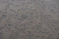 Natural texture of pieces of gray ice in brown dirty water of a large puddle Royalty Free Stock Photo