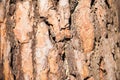 Natural texture of pine bark. Natural background of the bark of a Christmas tree close-up Royalty Free Stock Photo