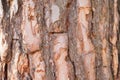 Natural texture of pine bark. Natural background of the bark of a Christmas tree close-up Royalty Free Stock Photo