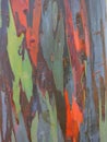 natural texture of rainbow eucalyptus tree Royalty Free Stock Photo