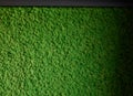 Natural texture of reindeer moss. Decorative green moss plant on the wall. Background with copy space. Picture from organic Royalty Free Stock Photo
