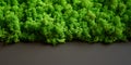 Natural texture of reindeer moss. Decorative green moss plant on the wall. Background with copy space. Picture from organic Royalty Free Stock Photo