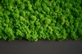 Natural texture of reindeer moss. Decorative green moss plant on the wall. Background with copy space. Picture from organic Royalty Free Stock Photo