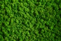 Natural texture of reindeer moss. Decorative green moss plant on the wall. Background with copy space. Picture from organic Royalty Free Stock Photo