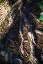 Natural texture of the roots on the ground.