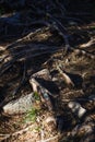 Natural texture of the roots on the ground.