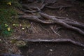 Natural texture of the roots on the ground.