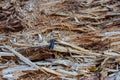 Natural texture of a rotten tree with a bark beetle. Background for decoration and design. Royalty Free Stock Photo