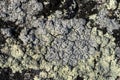 Natural texture of a stone covered with lichen. Lichen patterns on a rock surface Royalty Free Stock Photo