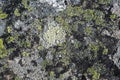 Natural texture of a stone covered with lichen Royalty Free Stock Photo