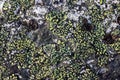 Natural texture of a stone covered with lichen. Royalty Free Stock Photo