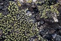 Natural texture of a stone covered with lichen. Lichenes patterns on a rock surface.